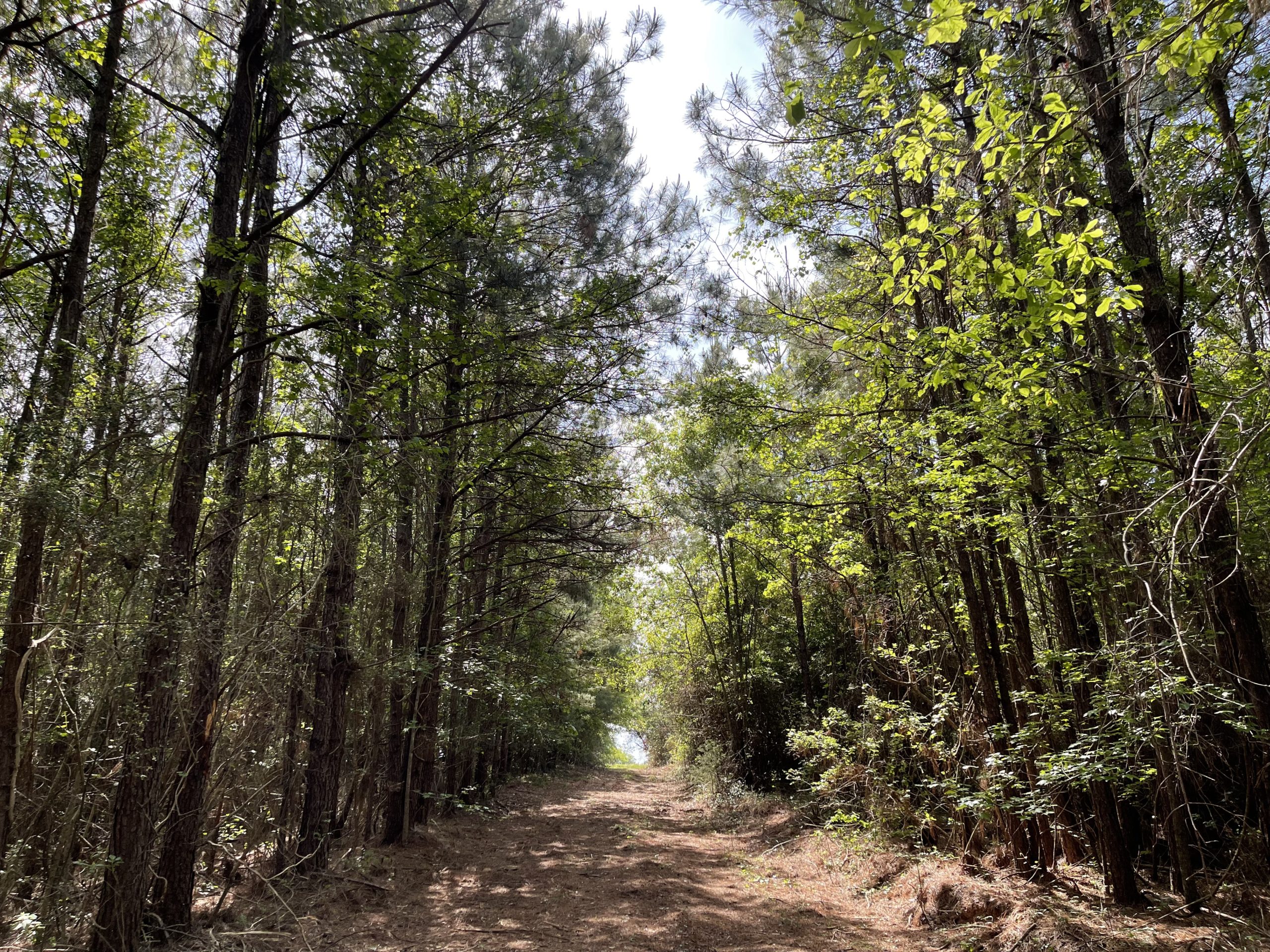 STRICKLIN ROAD TRACT SOUTH – 25 Acres – $69,995 | Butler Land & Timber Co